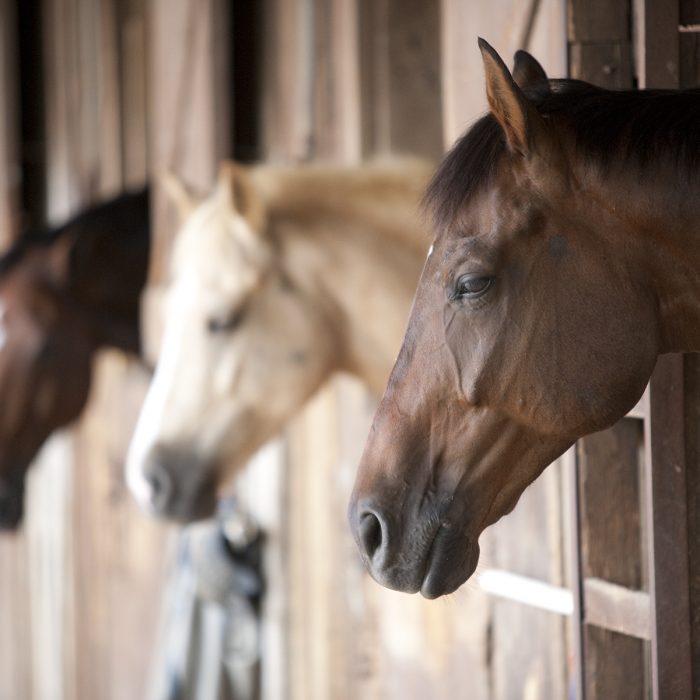 horses-in-stables-2